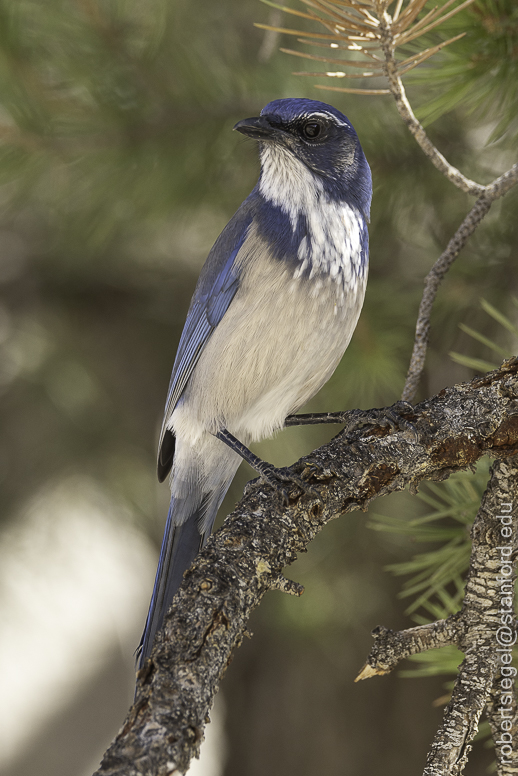 Desert Biogeography of Joshua Tree National Park